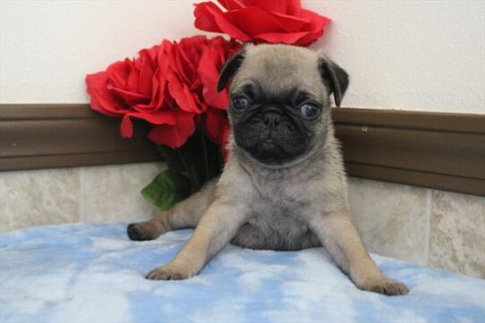 [#26109-01] Fawn M Pug Puppies For Adoption