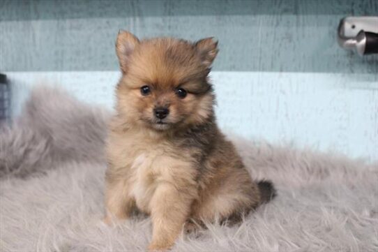 [#26368-03] Sable M Pomeranian Puppies For Adoption
