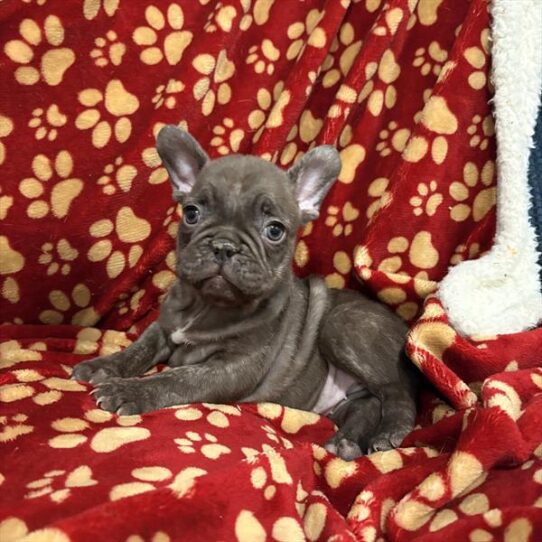 [#253511-03] Chocolate F French Bulldog Puppies For Adoption