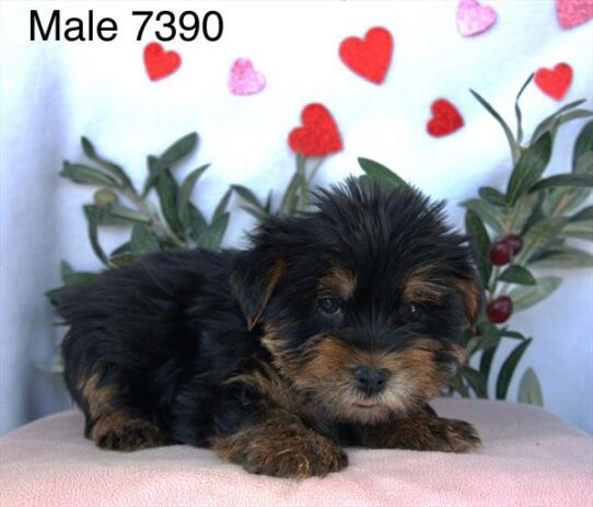 [#26105-02] Black / Tan M Yorkshire Terrier Puppies For Adoption