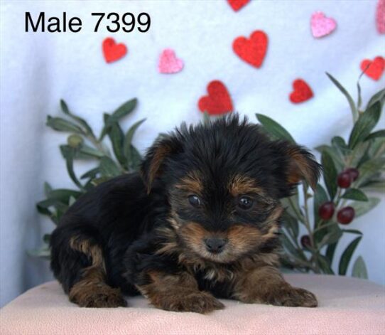 [#26105-03] Black / Tan M Yorkshire Terrier Puppies For Adoption