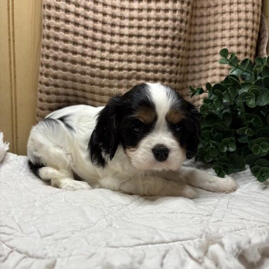 [#26187-01] Tri-Colored M Cavalier King Charles Spaniel Puppies For Adoption