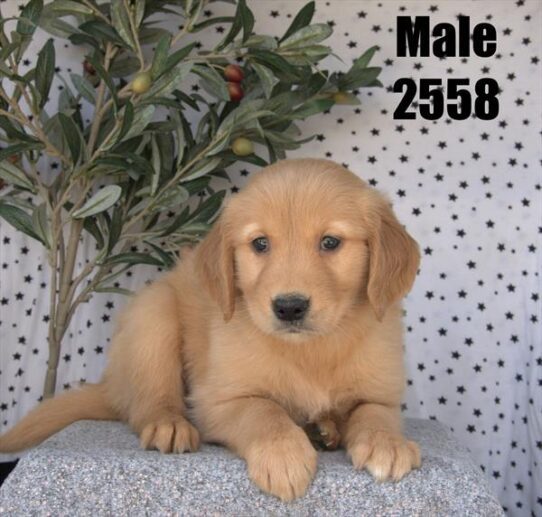 [#26116-02] Golden M Golden Retriever Puppies For Adoption
