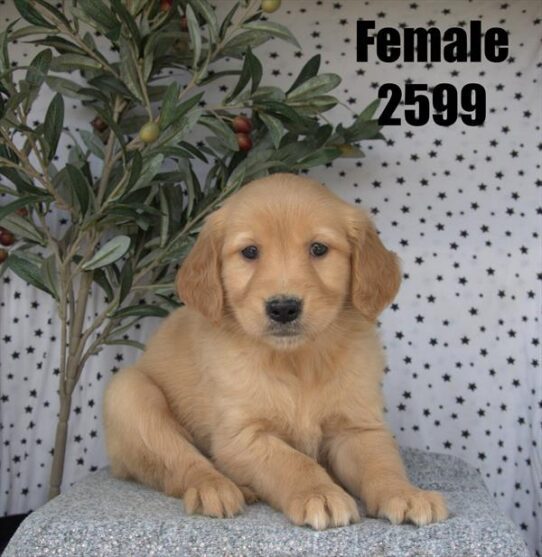 [#26116-06] Golden F Golden Retriever Puppies For Adoption
