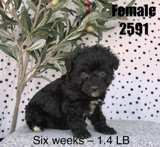 [#26117-03] Black / White F Poodle Mini Puppies For Adoption