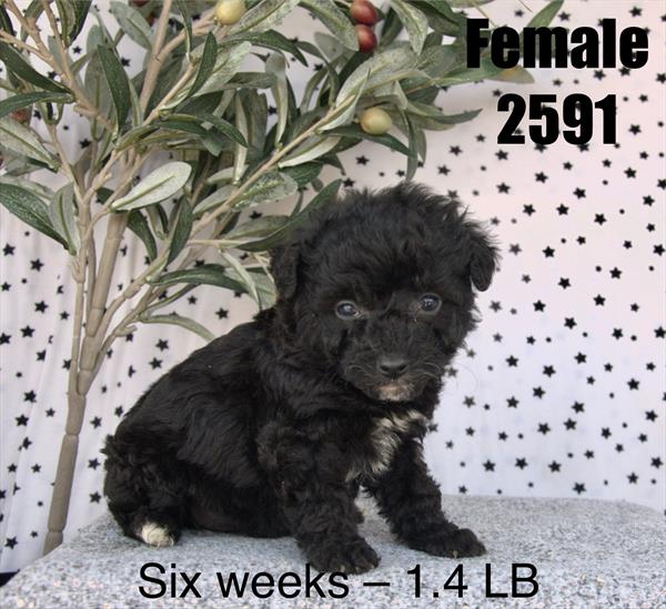 Poodle Mini - 5964906 Image #1