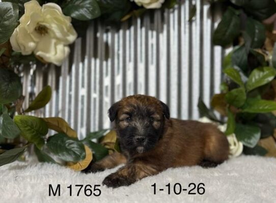 [#26118-03] Wheaten M Soft Coated Wheaten Terrier Puppies For Adoption