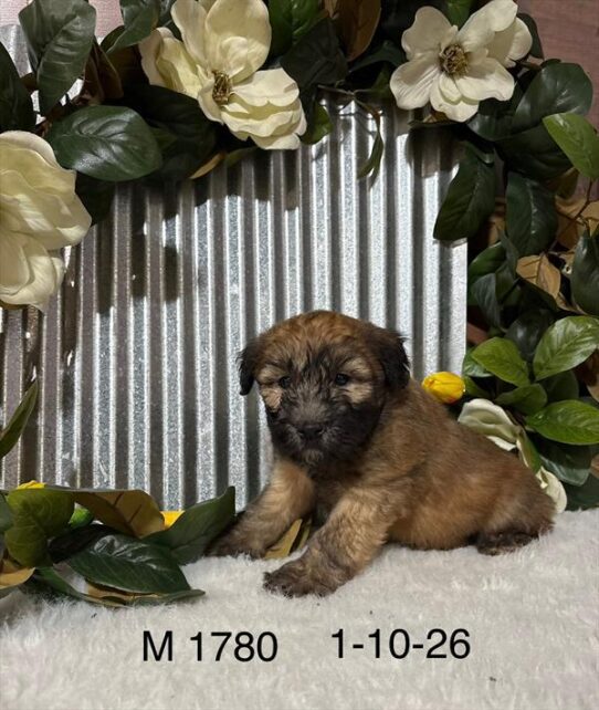 [#26118-04] Wheaten M Soft Coated Wheaten Terrier Puppies For Adoption