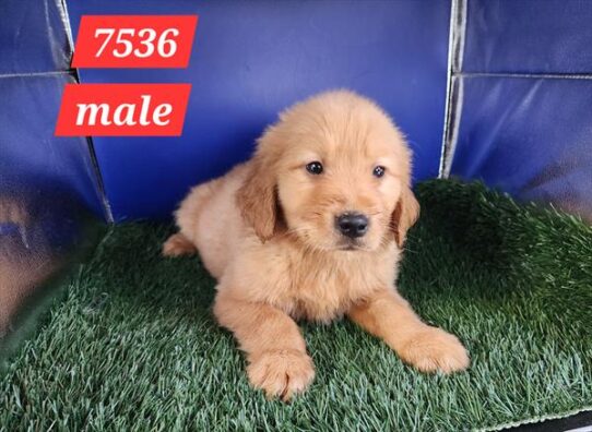 [#26122-04] Golden M Golden Retriever Puppies For Adoption
