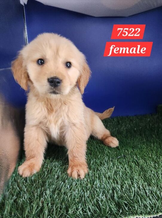 [#26122-05] Golden F Golden Retriever Puppies For Adoption