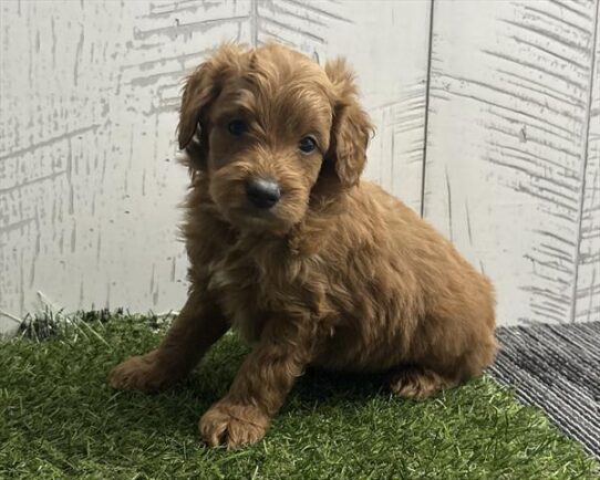 [#26311-05] Red M Goldendoodle Mini Puppies For Adoption