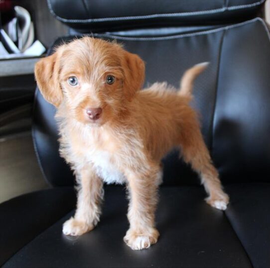 [#2660-01] Tan M Maltipoo Puppies For Adoption