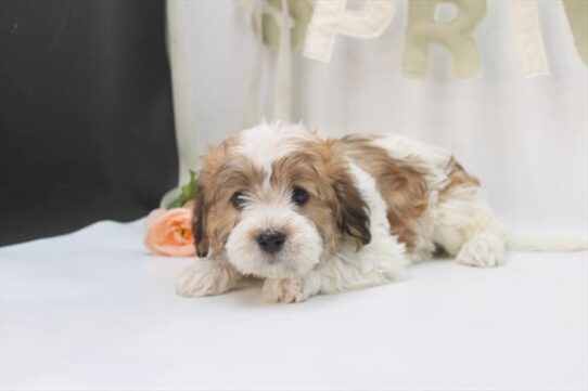 [#26172-01] Red Sable M Havanese Puppies For Adoption