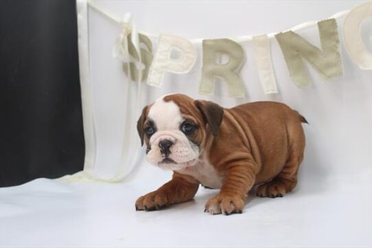 [#26400-03] Red / White F English Bulldog  Puppies For Adoption