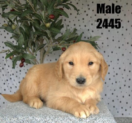 [#26140-03] Golden M Golden Retriever Puppies For Adoption