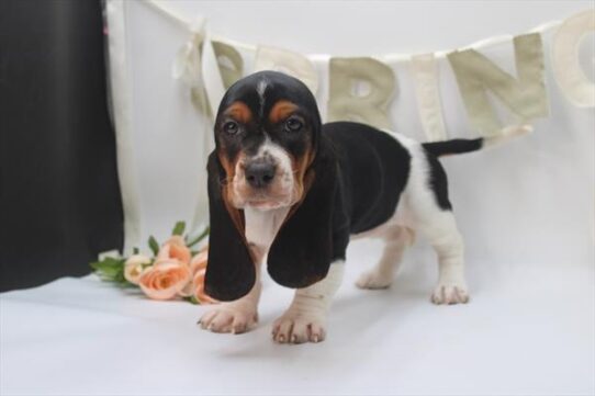 [#26366-04] Tri-Colored F Basset Hound Puppies For Adoption