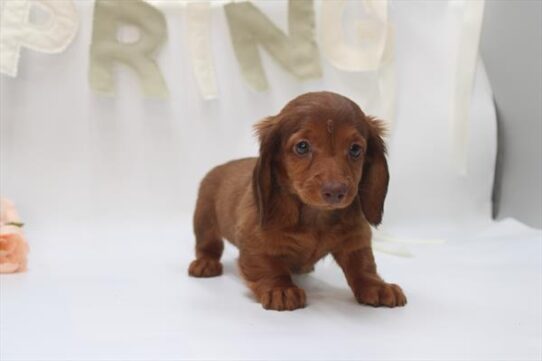 [#26226-05] Chocolate F Dachshund Puppies For Adoption