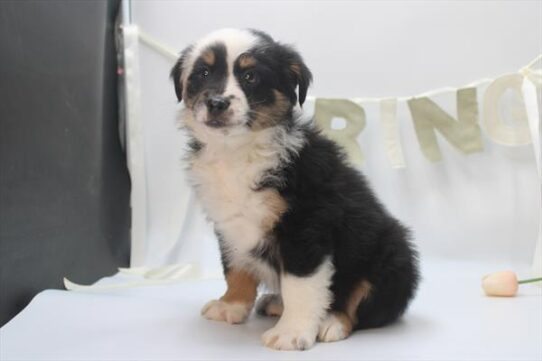 [#26365-05] Tri-Colored M Miniature American Shepherd Puppies For Adoption