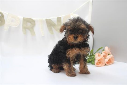 [#26372-01] Black / Tan M Yorkshire Terrier Puppies For Adoption