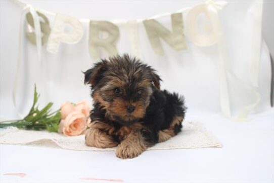 [#26372-03] Black / Tan F Yorkshire Terrier Puppies For Adoption