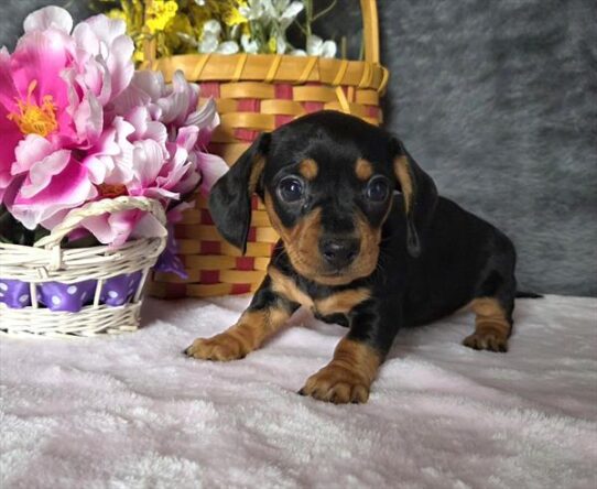 [#26142-03] Black / Tan F Dachshund Puppies For Adoption