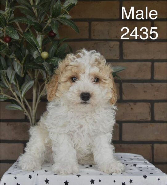 [#26156-01] White / Apricot M Poodle Mini Puppies For Adoption