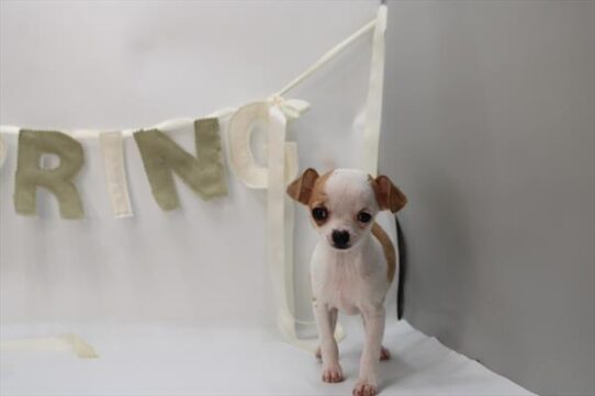 [#253556-01] Brown / White M Chihuahua Puppies For Adoption