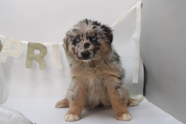 Australian Shepherd - 5964904 Image #1