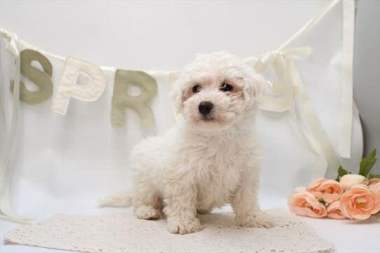 [#26293-01] White M Bichon Frise Puppies For Adoption