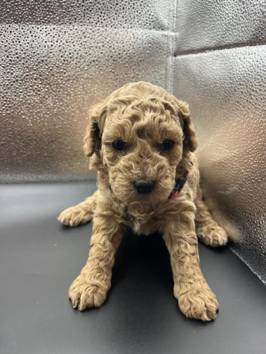 [#26146-04] Apricot F Poodle Mini Puppies For Adoption