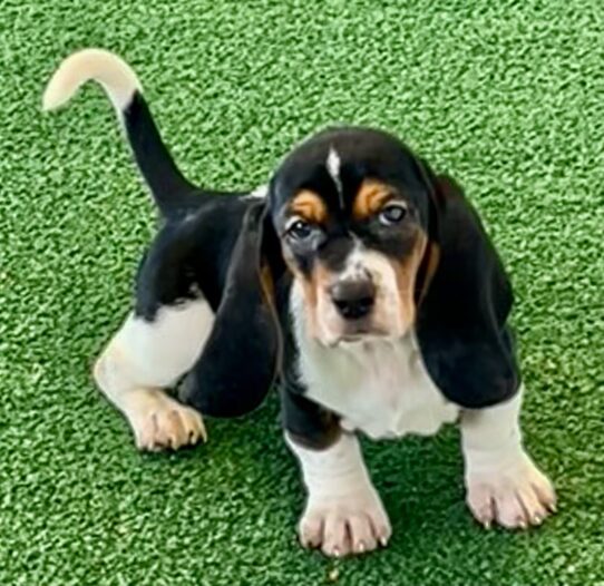 [#26366-04] Tri-Colored F Basset Hound Puppies For Adoption