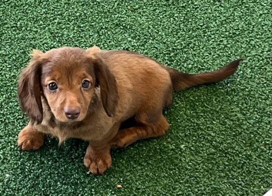 [#26226-05] Chocolate F Dachshund Puppies For Adoption