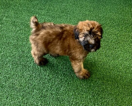 [#26118-03] Wheaten M Soft Coated Wheaten Terrier Puppies For Adoption