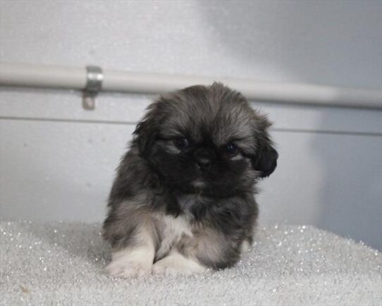 [#26201-04] Sable F Pekingese Puppies For Adoption