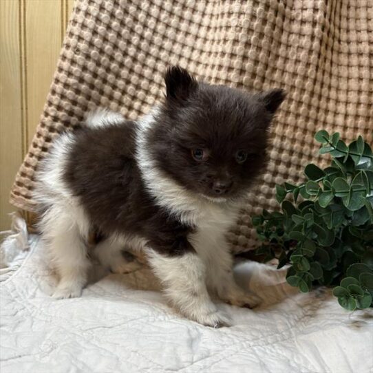 [#26233-02] Chocolate / White F Pomeranian Puppies For Adoption