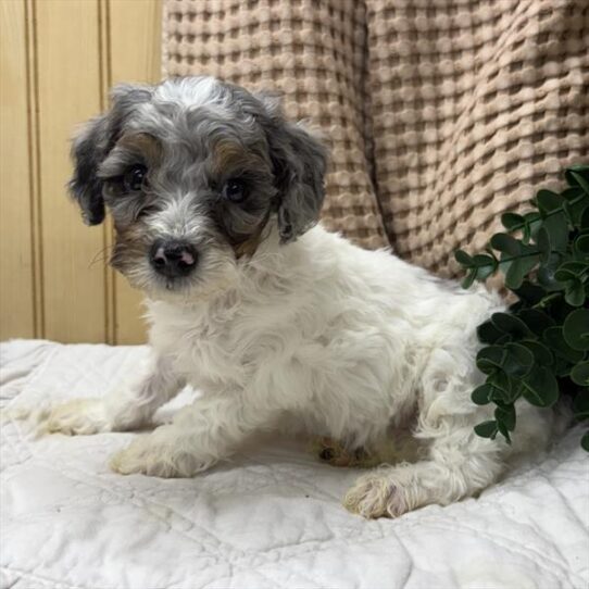 [#26303-03] Blue Merle M Poodle Mini Puppies For Adoption