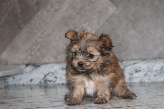 [#26357-03] Brown F Pomeranian Puppies For Adoption