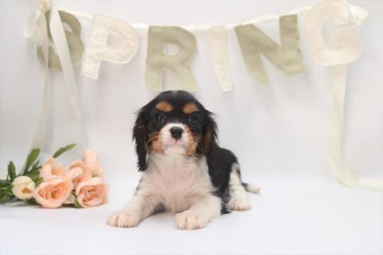 [#26320-09] Tri-Colored F Cavalier King Charles Spaniel Puppies For Adoption