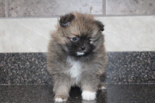 [#26411-02] Dark Sable F Pomeranian Puppies For Adoption