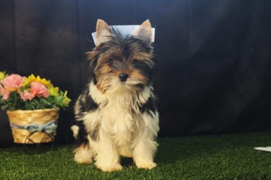 [#26580-04] Tri-Colored M Biewer Terrier Puppies For Adoption