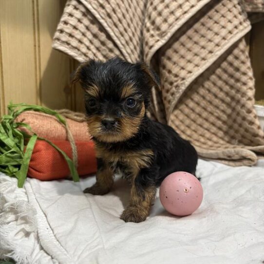 [#26525-01] Black / Tan M Yorkshire Terrier Puppies For Adoption