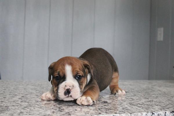 Victorian Bulldog - 5964951 Image #1