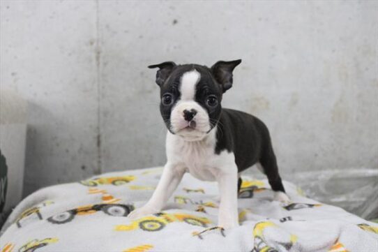 [#26530-03] Black Brindle / White M Boston Terrier Puppies For Adoption