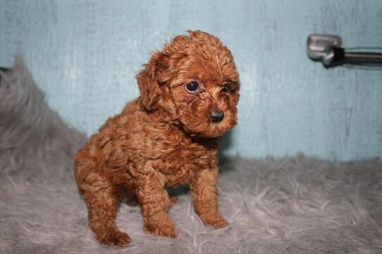 [#26417-03] Red F Poodle Mini Puppies For Adoption
