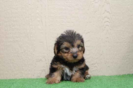 [#26540-02] Black / Tan M Yorkshire Terrier Puppies For Adoption