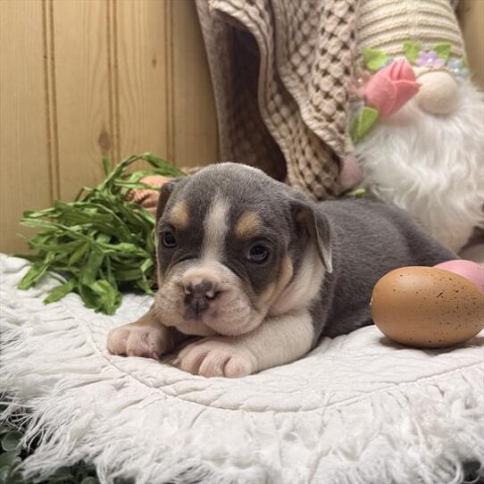 [#26609-08] Blue F Beabull Puppies For Adoption