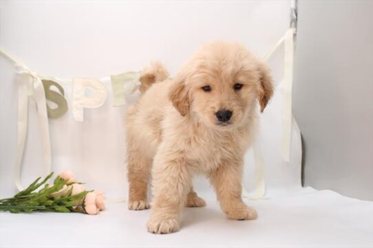 [#26689-01] Golden M Golden Retriever Puppies For Adoption