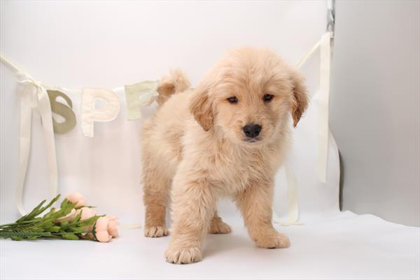 Golden Retriever - 5964942 Image #1