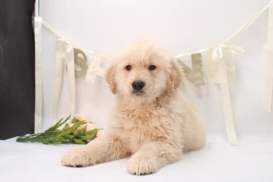 [#26689-02] Golden M Golden Retriever Puppies For Adoption
