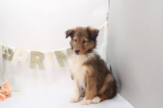[#26426-04] Sable F Shetland Sheepdog Puppies For Adoption